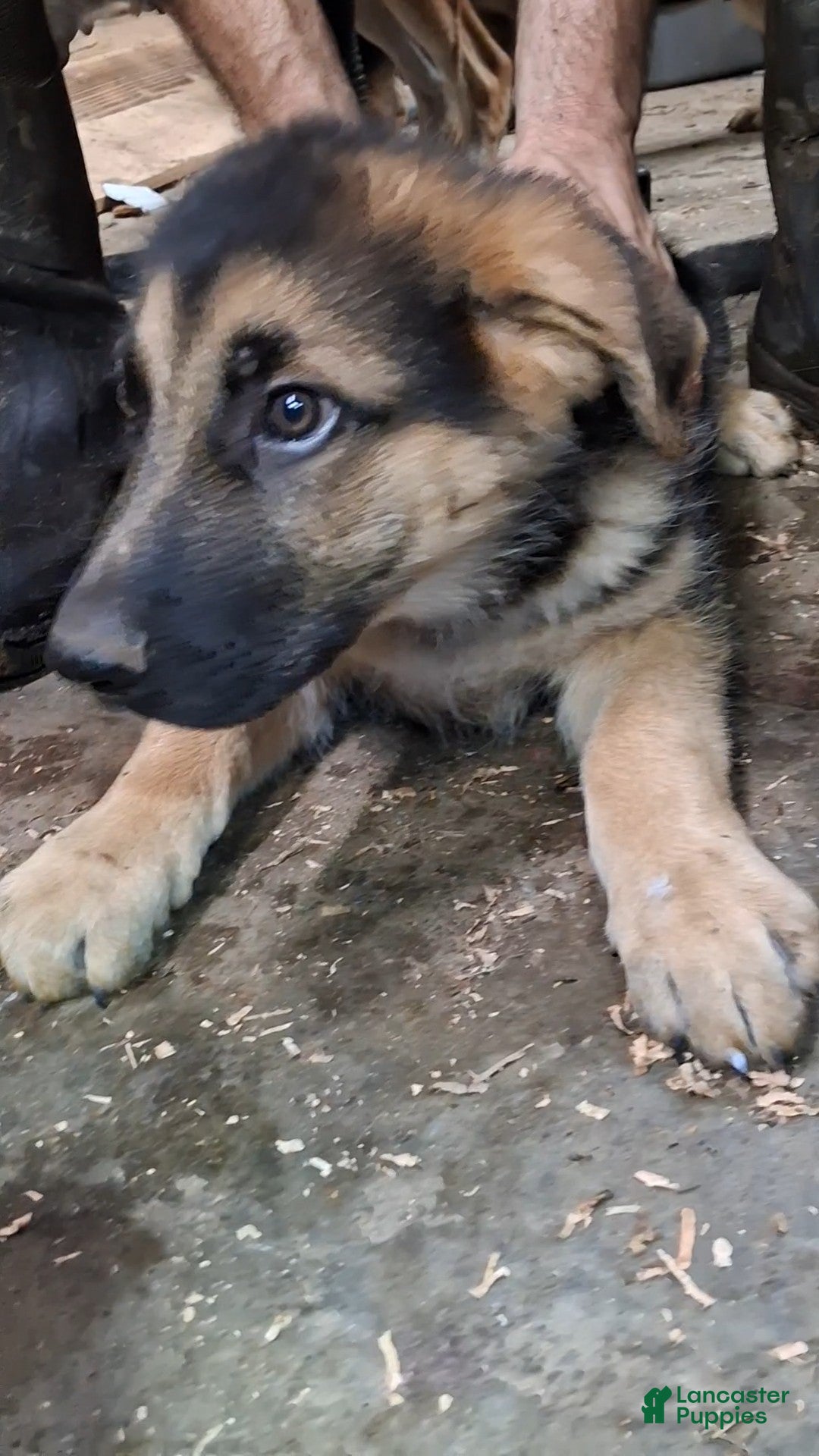 German Shepherd dogs for sale: German Shepherd Puppy 3 - Ad 4