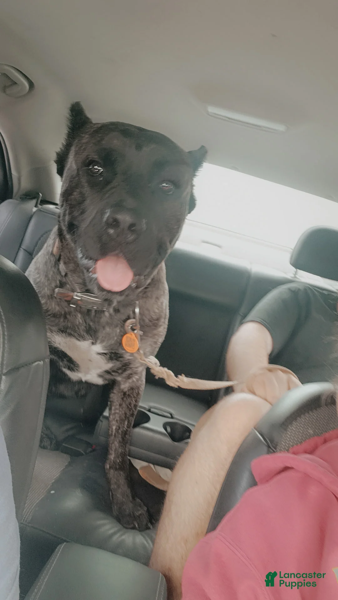 Cane Corso dogs for stud: Bear AKC Cane Corso - Ad 2