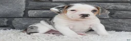 Beabull dogs for sale: Alex - Ad 1
