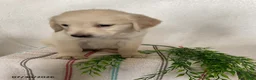 Golden Retriever dogs for sale: Sadie - Ad 3