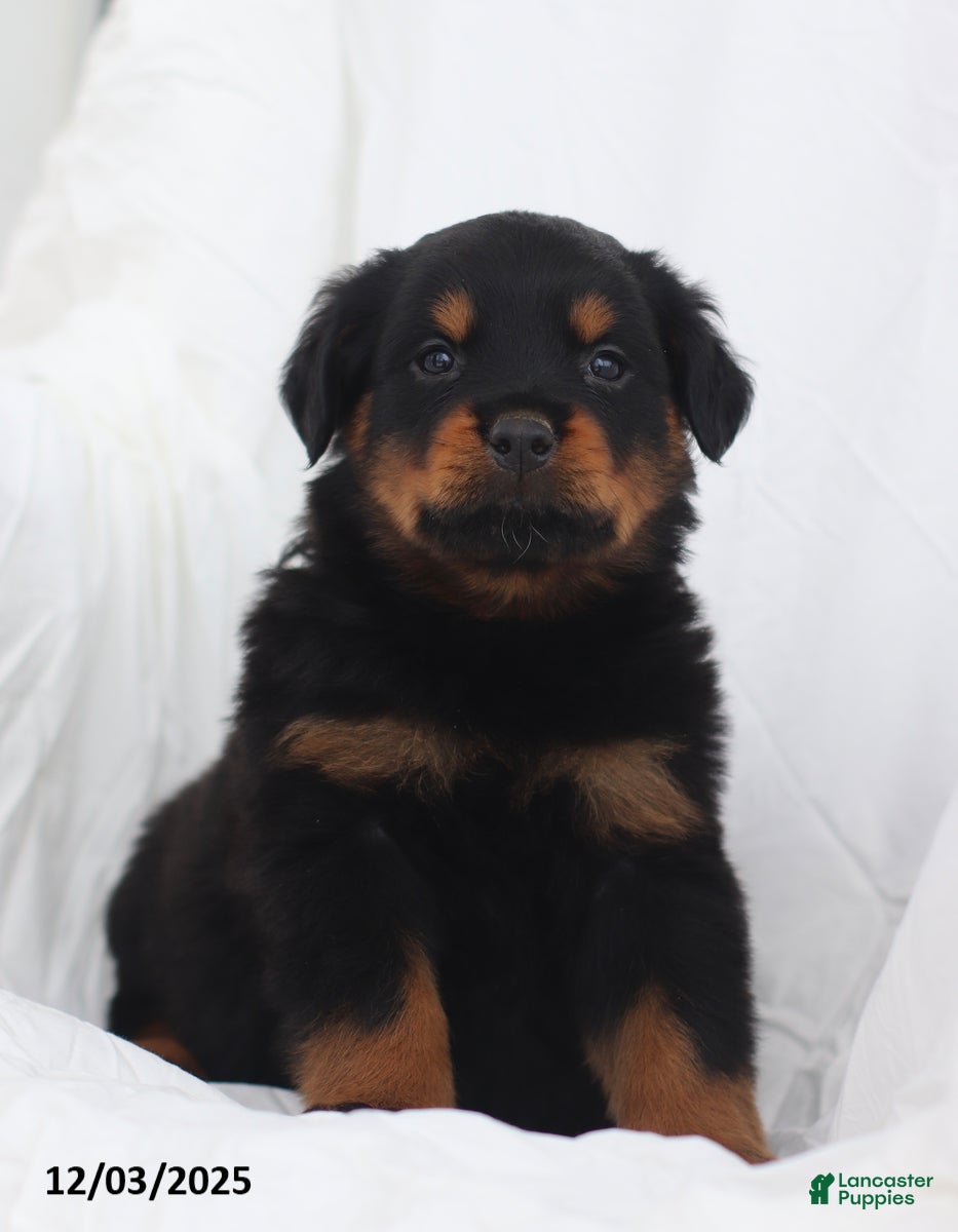 Rottweiler dogs Bruiser - Ad 22
