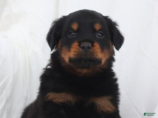 Rottweiler dogs Bruiser - Ad 35