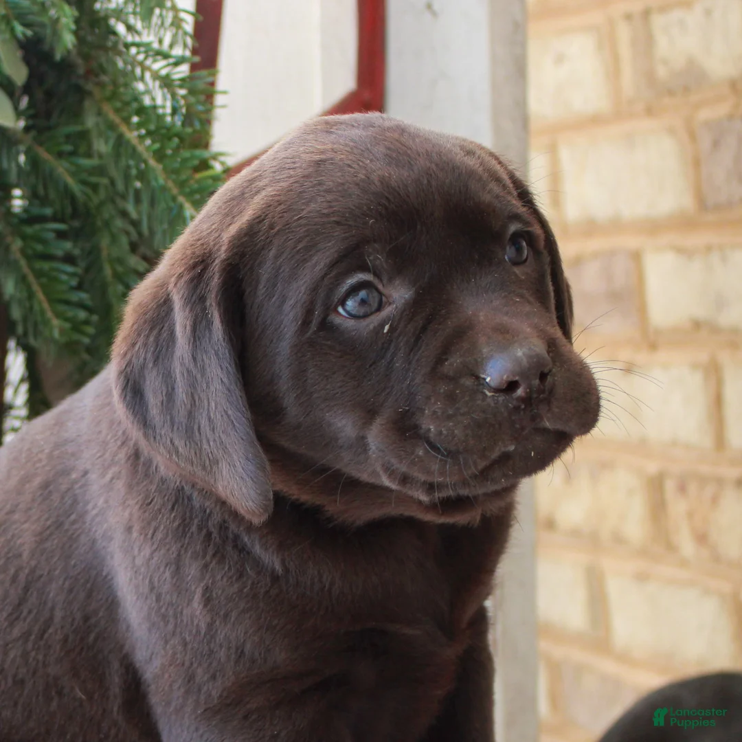 Labrador Retriever dogs for sale: Bubba  - Ad 2