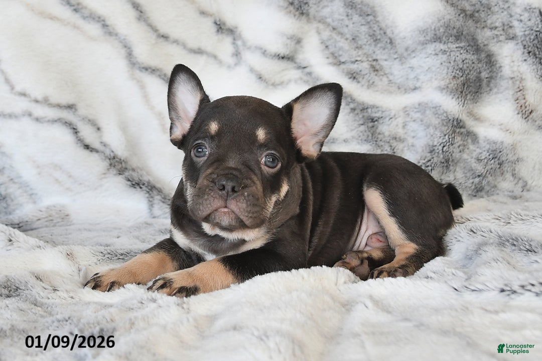 Mixed Breed dogs for sale: Neil - Ad 4