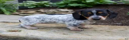 Miniature Dachshund dogs for sale: Glory - Ad 7