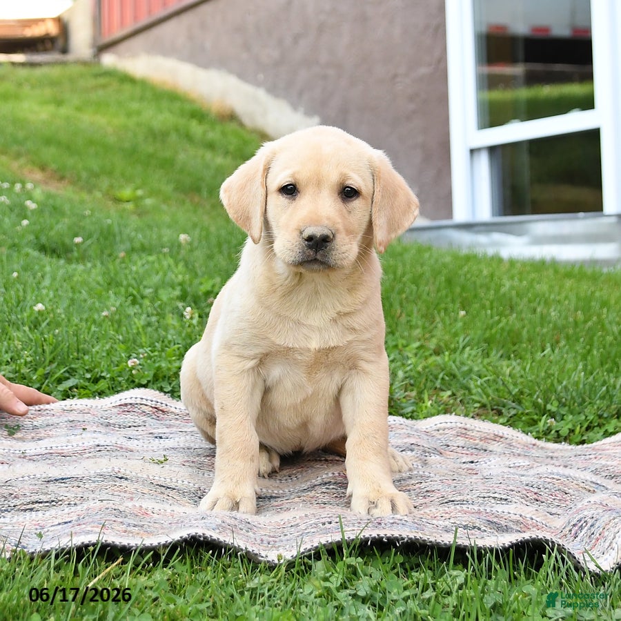 Labrador Retriever dogs Gem  - Ad 1
