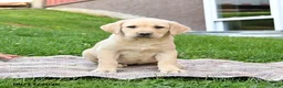 Labrador Retriever dogs for sale: Gem  - Ad 1