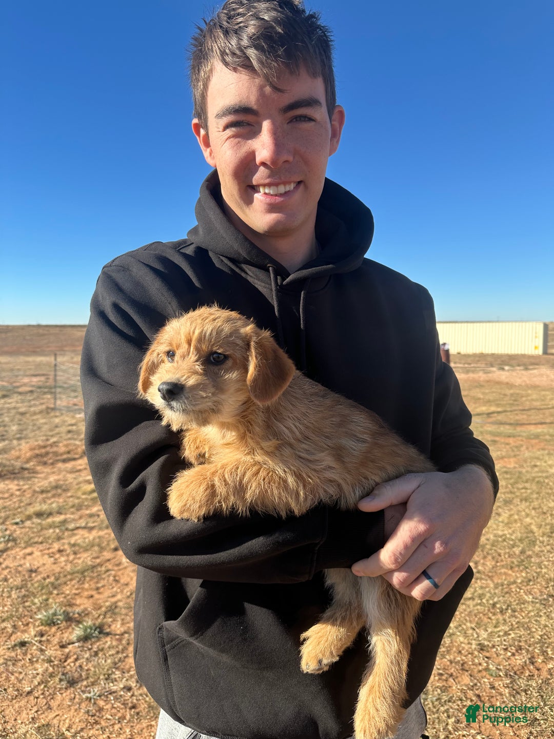 Corgipoo dogs for sale: Corgipoo Puppy 1 - Ad 1