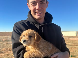 Corgipoo dogs Corgipoo Puppy 1 - Ad 2