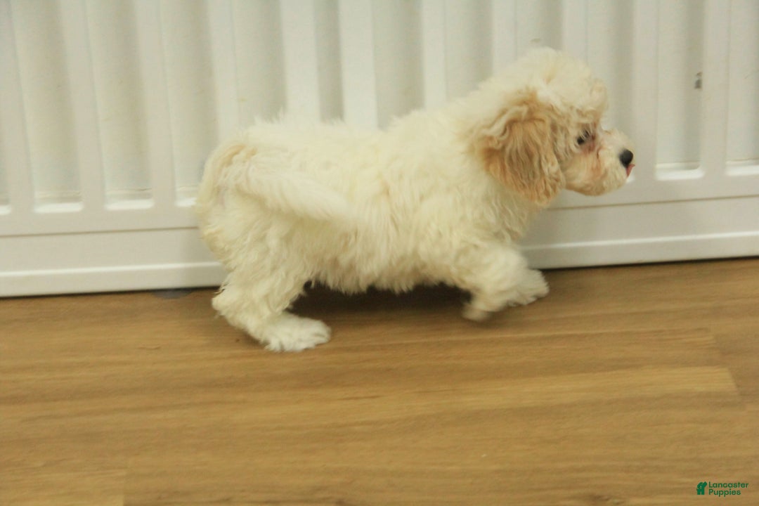 Bichpoo dogs for sale: Ramona - Ad 7