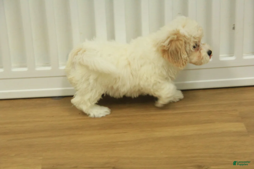 Bichpoo dogs for sale: Ramona - Ad 7