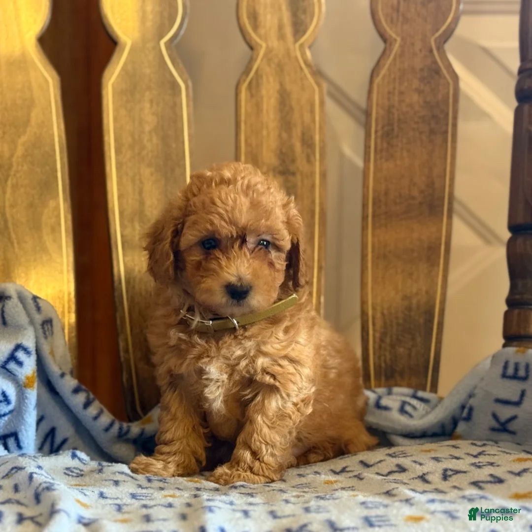 Bichpoo dogs for sale: Bitsy - Ad 2