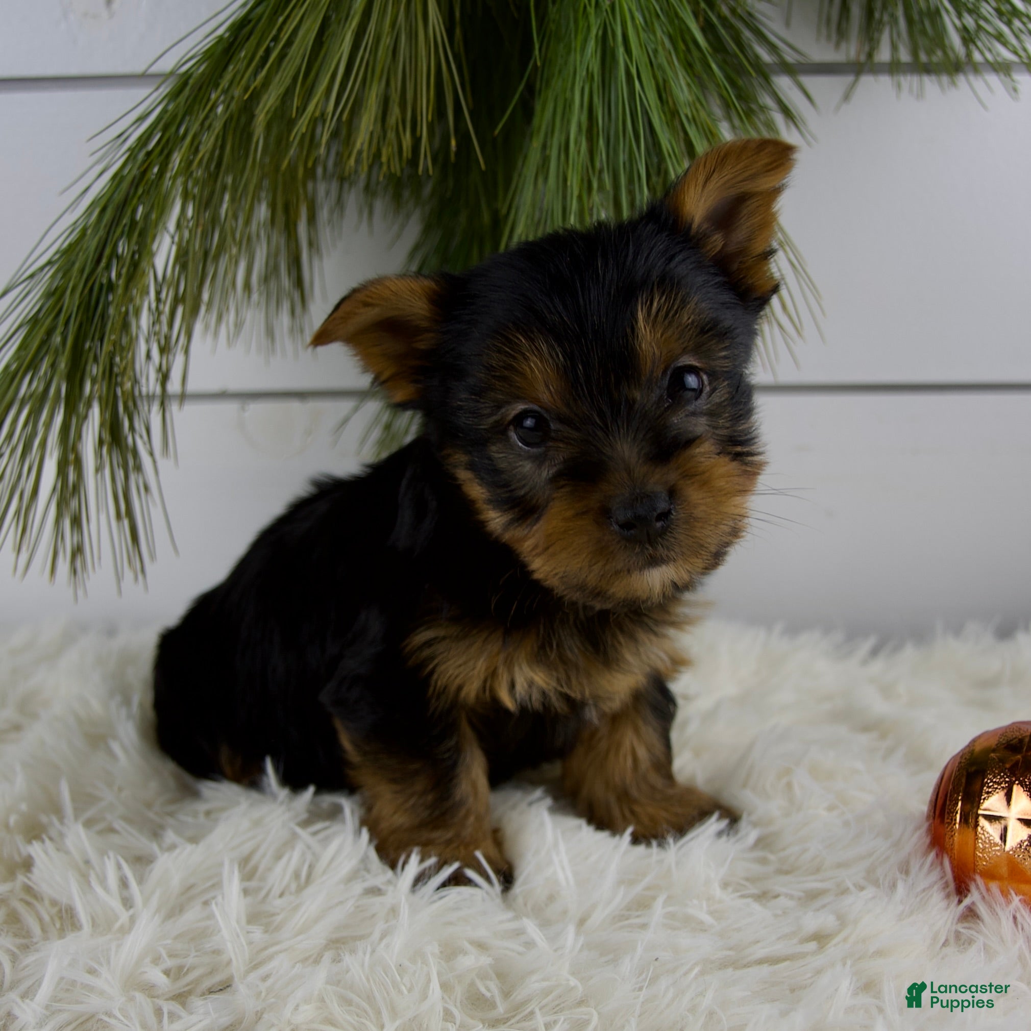 Yorkshire Terrier dogs Cameron - Ad 2