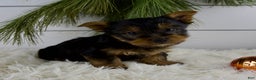 Yorkshire Terrier dogs for sale: Cameron - Ad 2