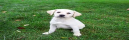 Labrador Retriever dogs for sale: Robin - Ad 1