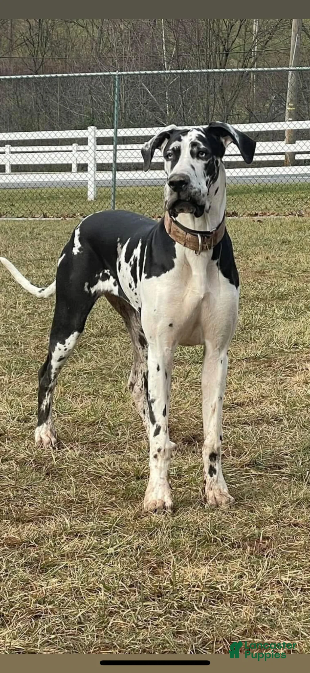 Great Dane dogs for sale: Bagheera - Ad 4