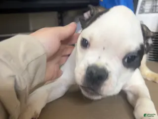 American Bully dogs American Bully Puppy 5 - Ad 17