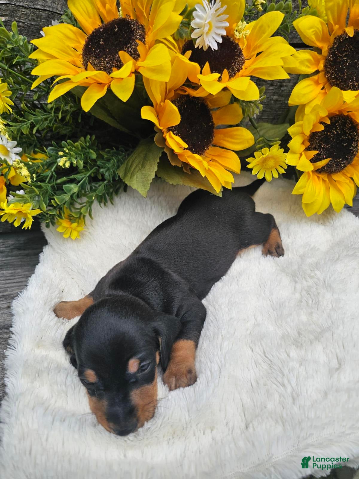 Dachshund dogs Oscar - Ad 1