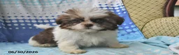 Shih Tzu dogs for sale: Mary Beth - Ad 7