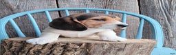 Beagle dogs for sale: Twix - Ad 6