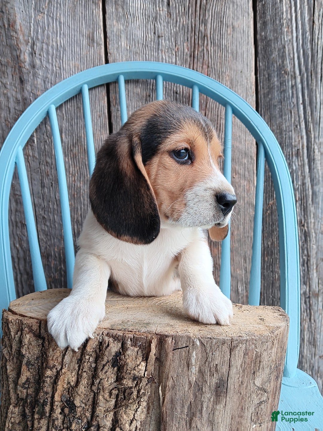 Beagle dogs for sale: Twix - Ad 6