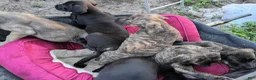 Cane Corso dogs for sale: Cane Corso Puppy 1 - Ad 19