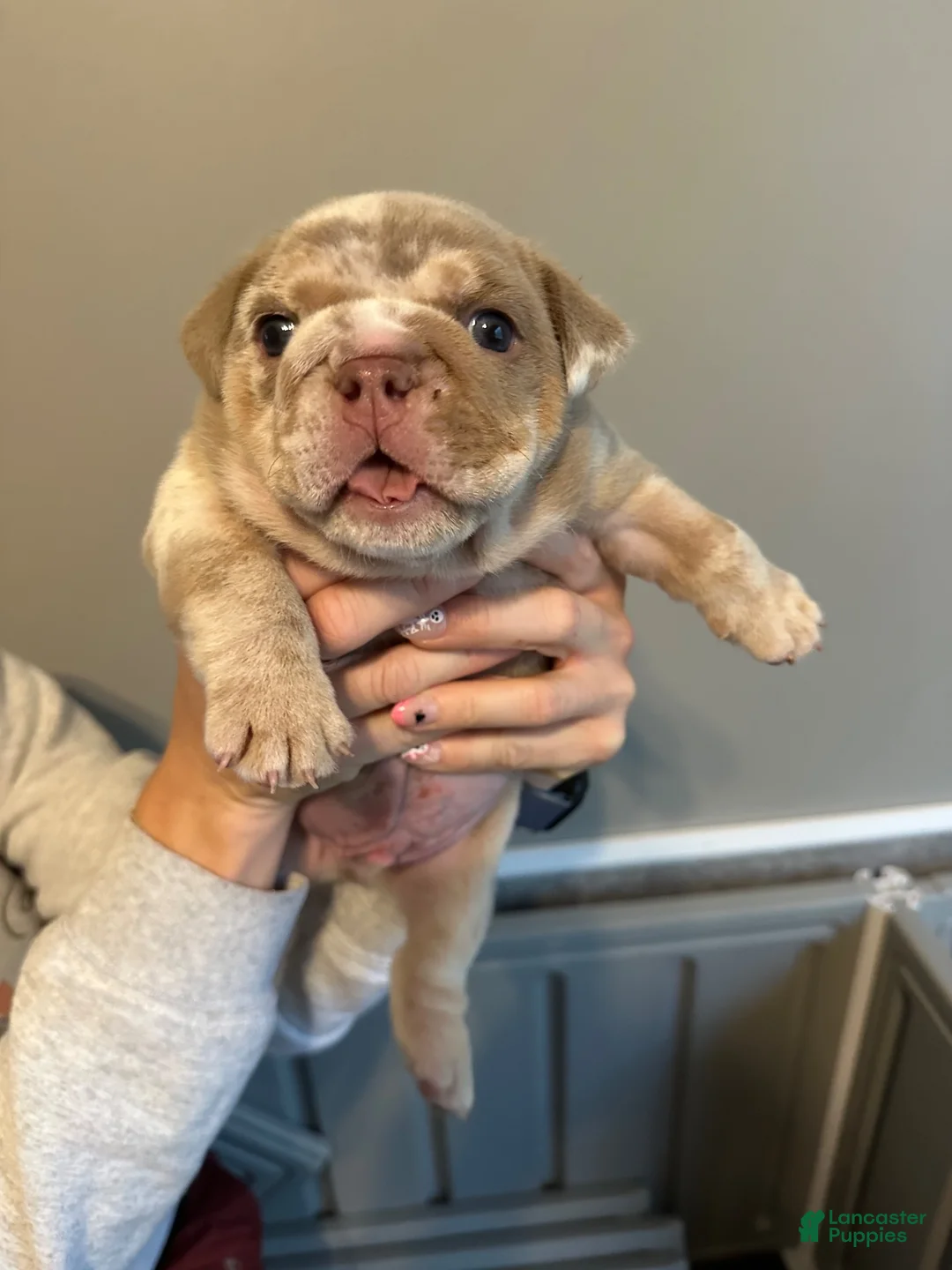 English Bulldog dogs for sale: LaMello  - Ad 2