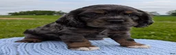 Cocker Spaniel dogs for sale: Yukon - Ad 5