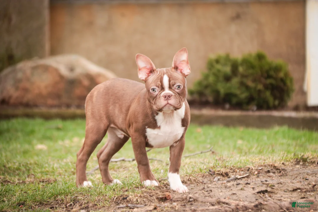 Boston Terrier dogs for sale: Boston Terrier litter of 1 puppies - Ad 1