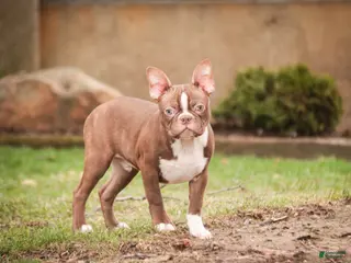 Boston Terrier dogs for sale: Karter - Ad 2