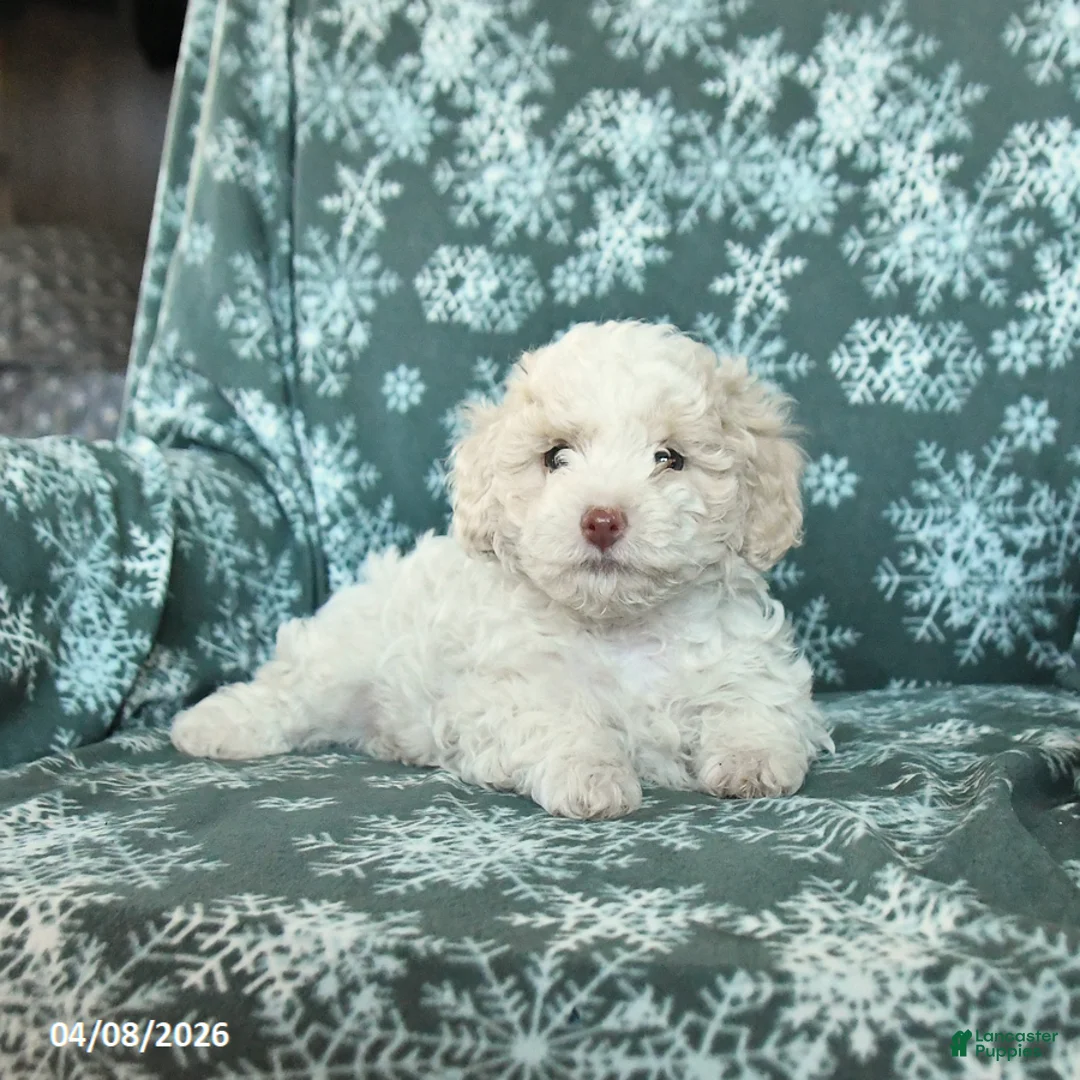 Toy Poodle dogs for sale: Peach  - Ad 2
