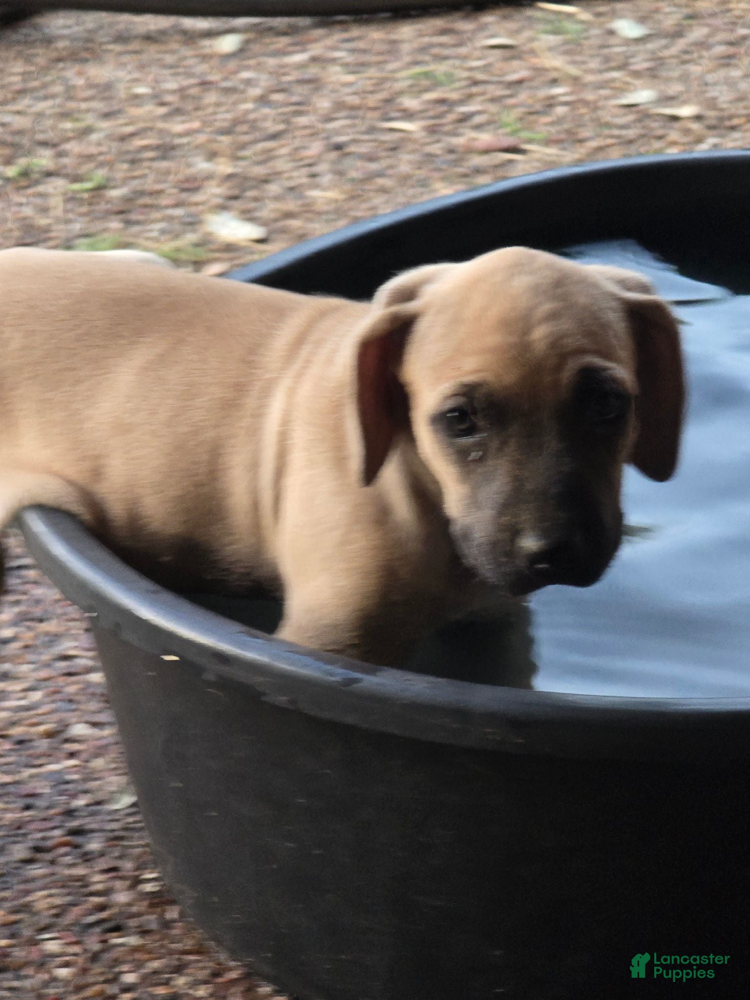 Black Mouth Cur dogs Black Mouth Cur - Ad 2