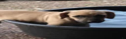 Black Mouth Cur dogs for sale: Black Mouth Cur - Ad 2