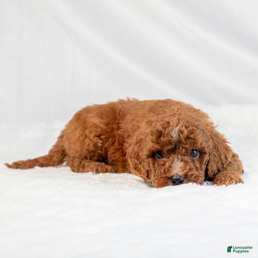 Mini Goldendoodle dogs for sale: Lawson - Ad 4