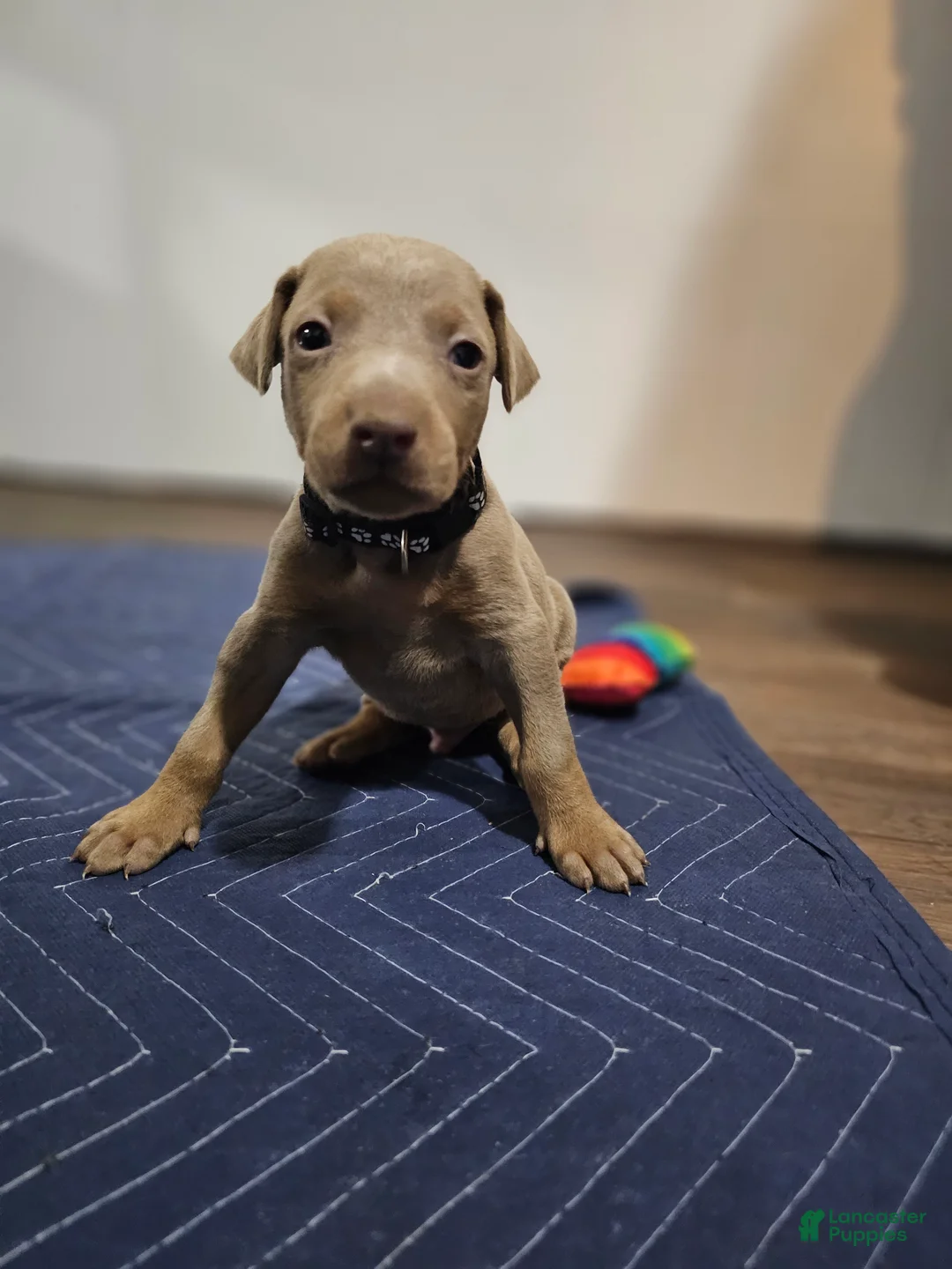 Doberman Pinscher dogs for sale: Doberman Pinscher 2 - Ad 2