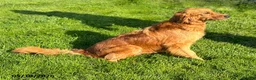 Golden Retriever dogs for sale: SRYS Sandy - Ad 1