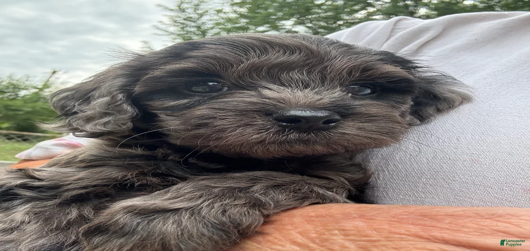 Gallery Image {{count}}