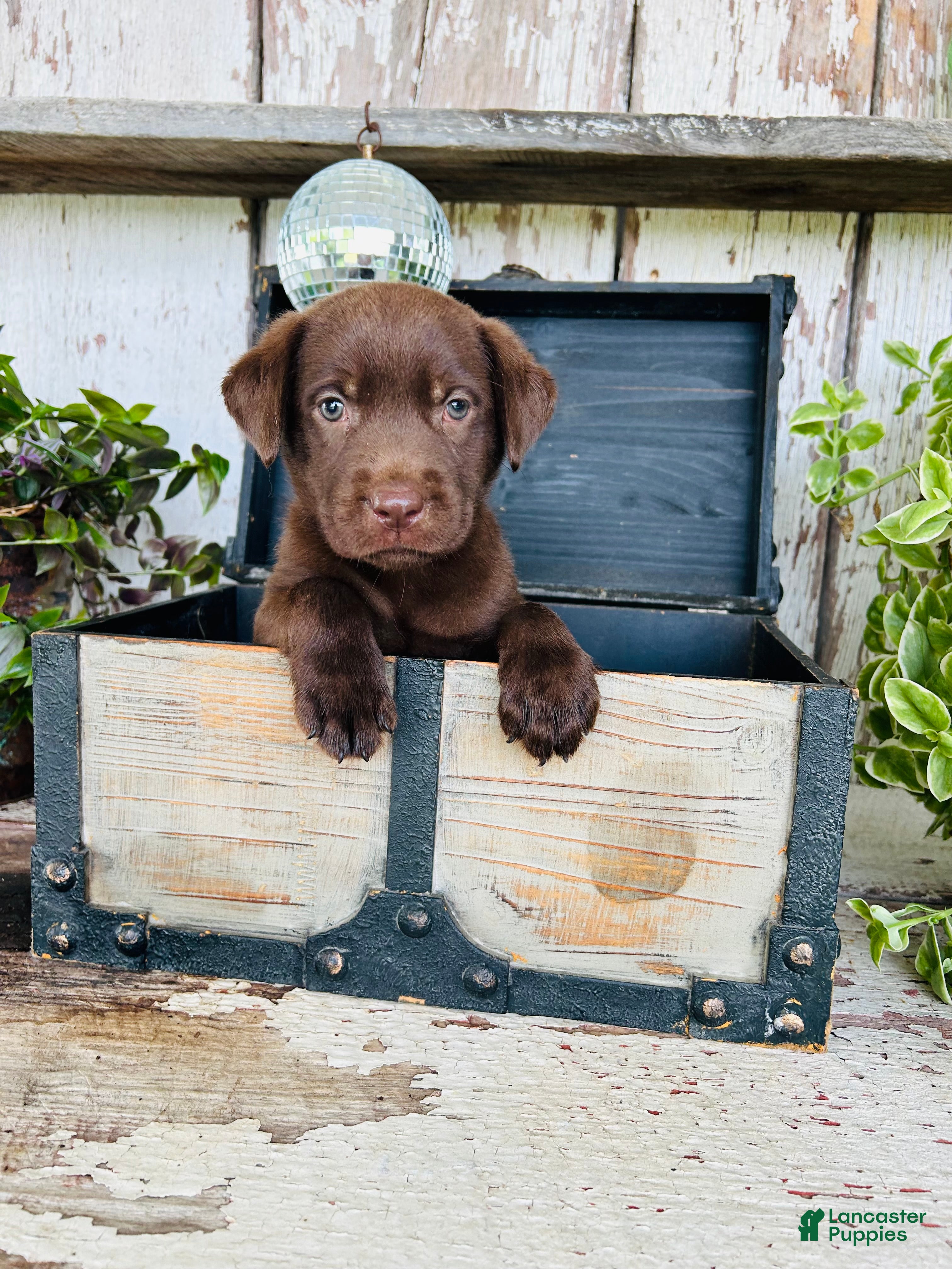 Labrador Retriever dogs Coco  - Ad 2