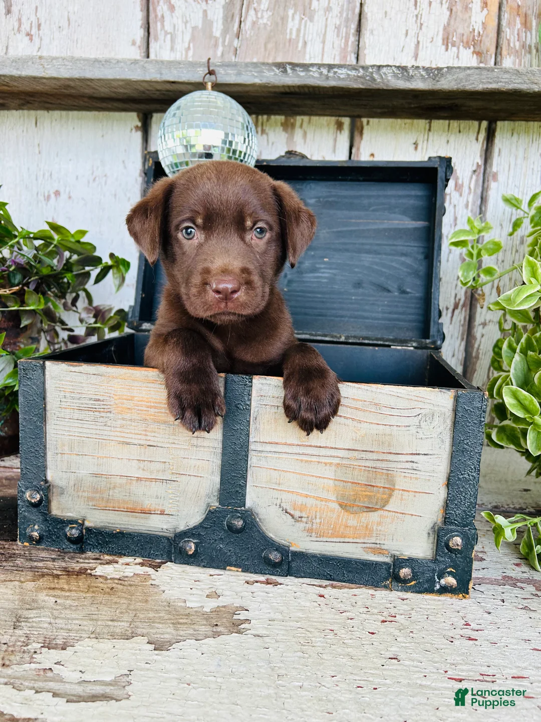 Labrador Retriever dogs for sale: Coco  - Ad 2