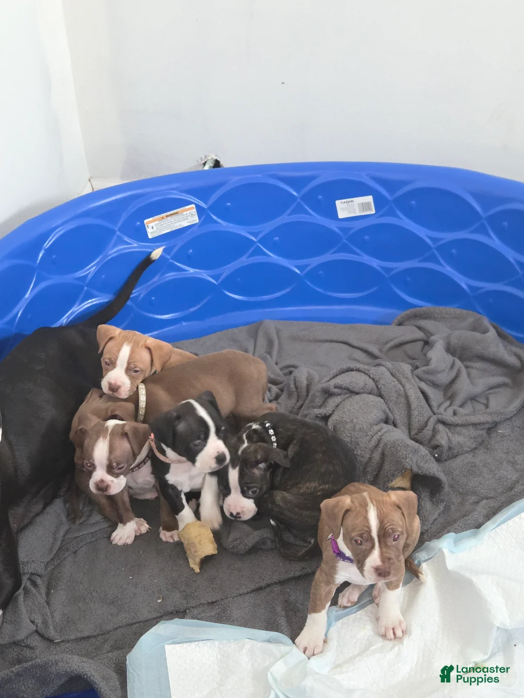 American Bully dogs for sale: American Bully Puppy 1 - Ad 4