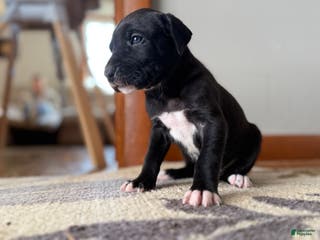 Great Dane dogs Girl black - Ad 16
