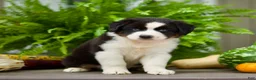 Miniature Australian Shepherd dogs for sale: Tommy - Ad 3