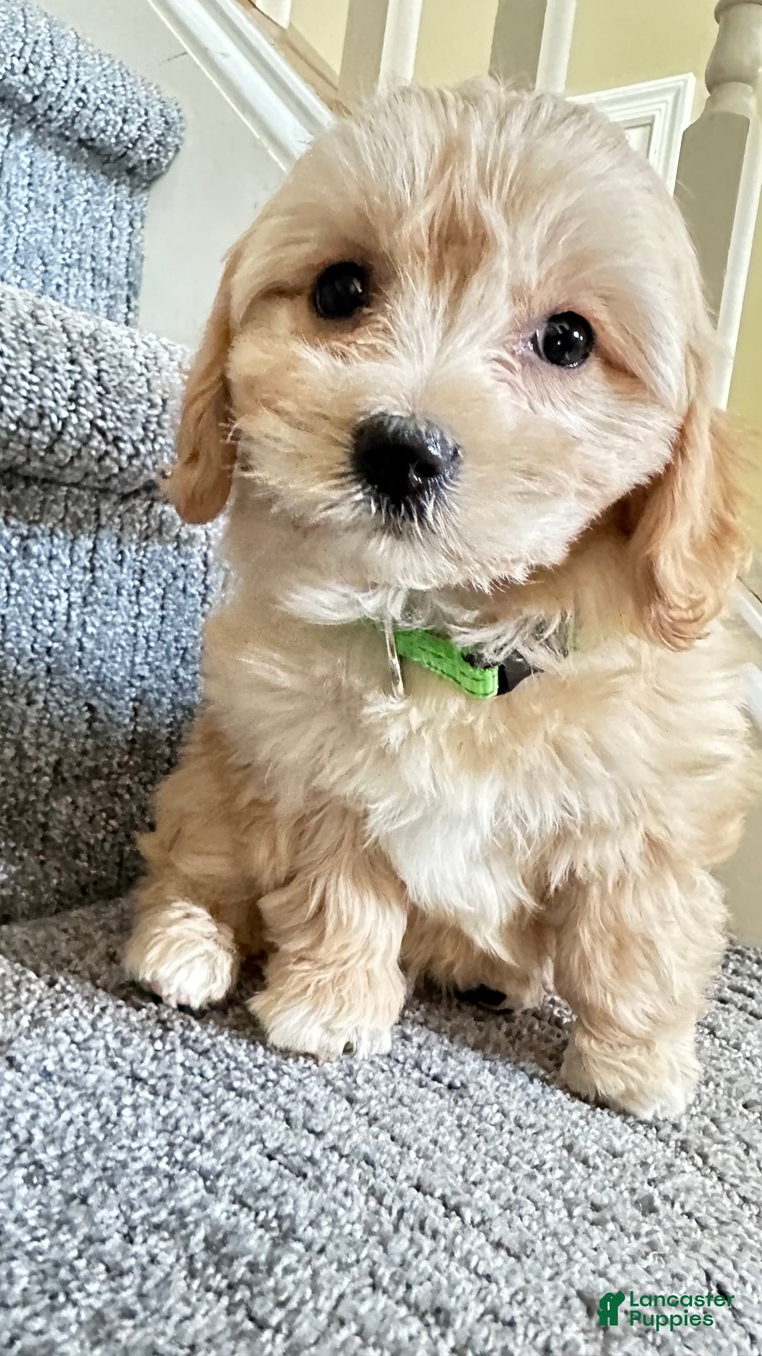 Cavachon dogs for sale: Abby - Ad 2