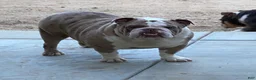 English Bulldog dogs for sale: Breeze - Ad 6