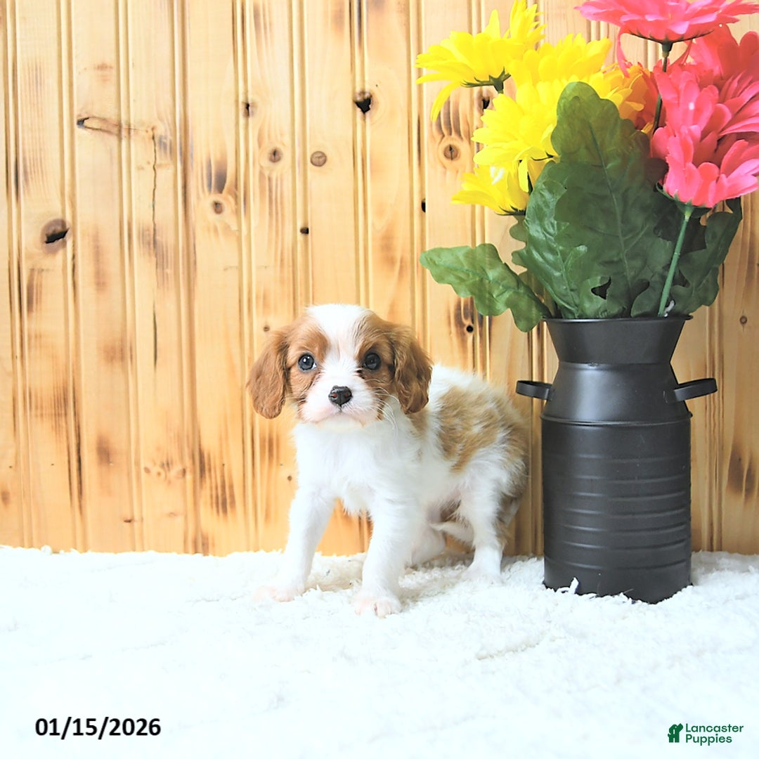 Cavalier King Charles Spaniel dogs for sale: Sweetheart - Ad 4