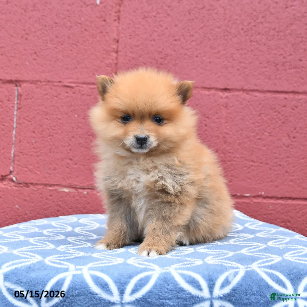 Pomeranian dogs for sale: Nugget - Ad 3