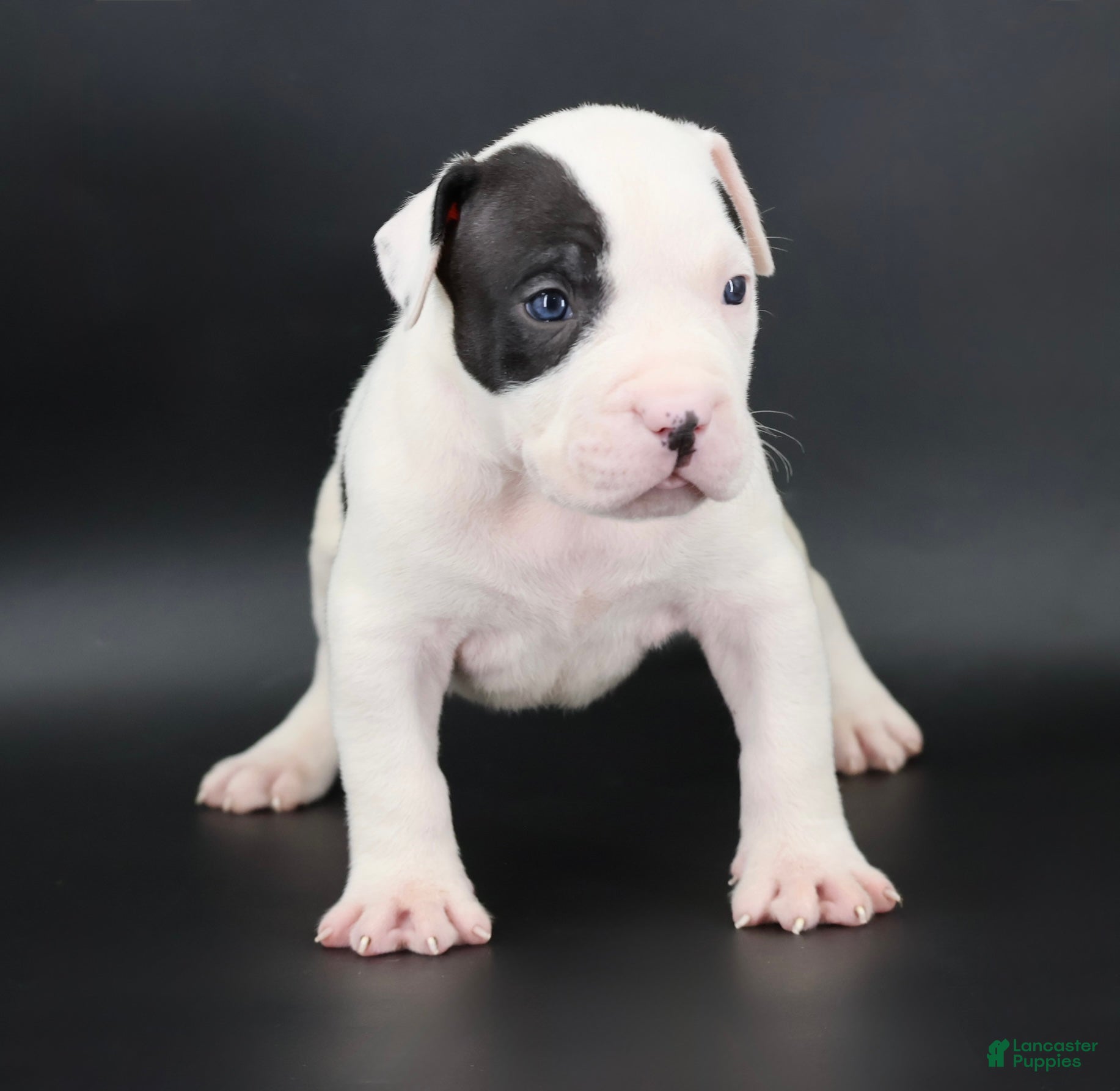 American Bully dogs Achilles - XL - ABKC - Ad 1