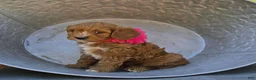 Cavapoo dogs for sale: Meloday - Ad 3