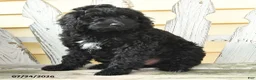 Aussiedoodle dogs for sale: Rookie - Ad 1