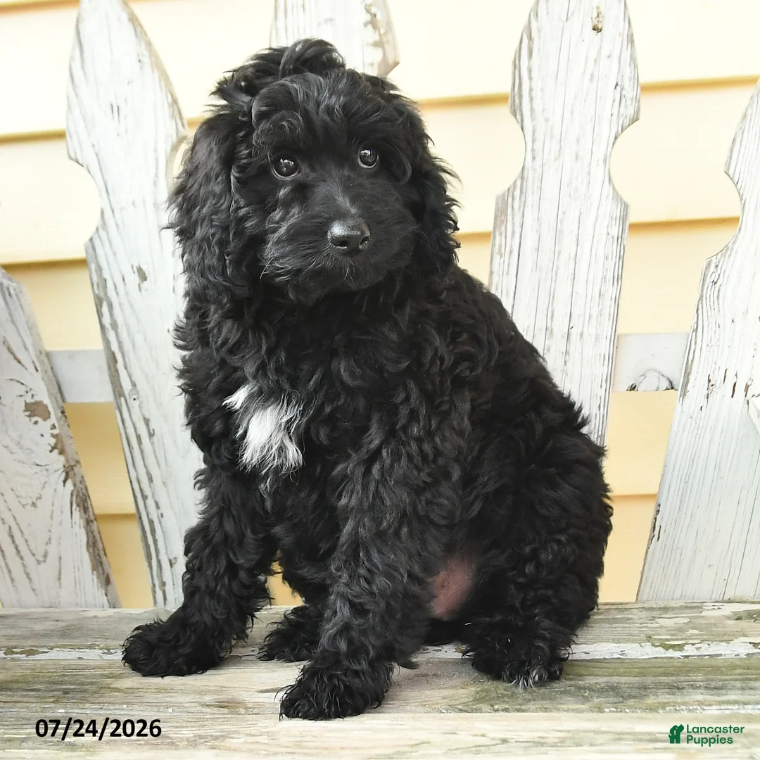 Aussiedoodle dogs for sale: Rookie - Ad 1